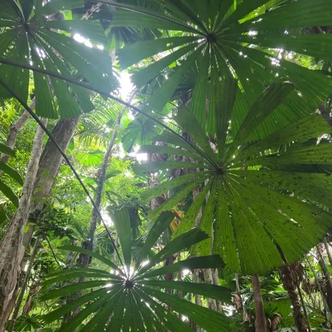 Fan palms in the Daintree rainforest canopy