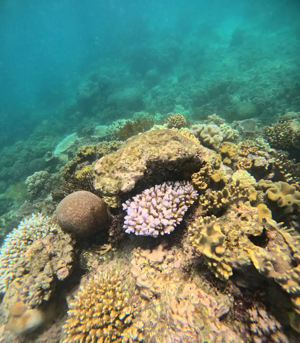 a coral bommie topped with pink and cream growths